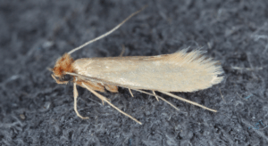 NASCHOLING MATERIAALAANTASTERS (Nieuw in 2026)